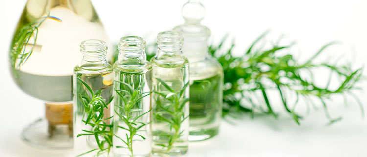 ローズマリーの画像